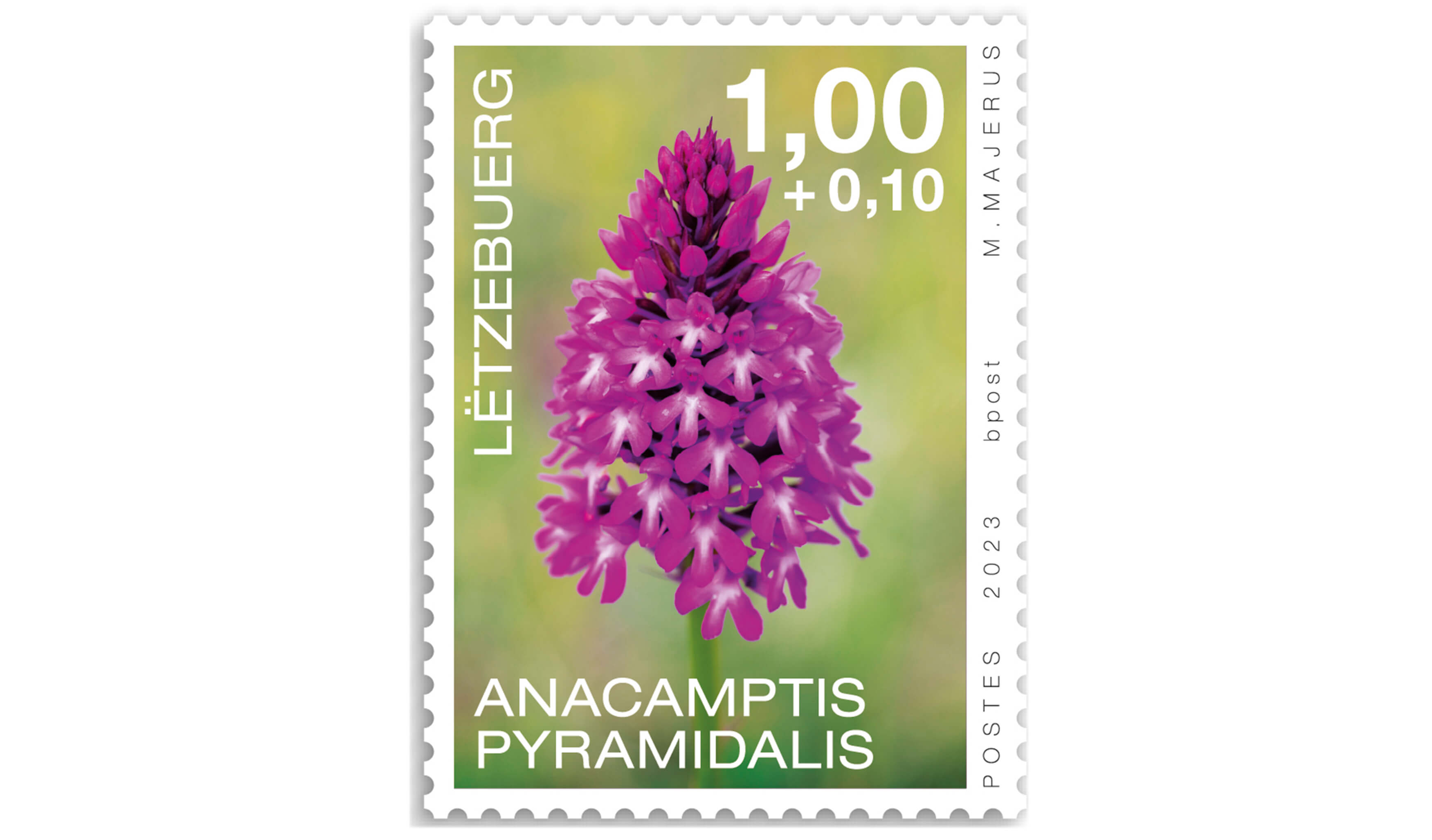 Orchidées 2023: Anacamptis pyr.