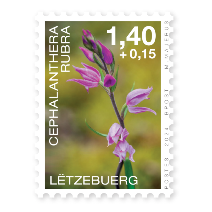 Orchids 2024: Cephalanthera rubra