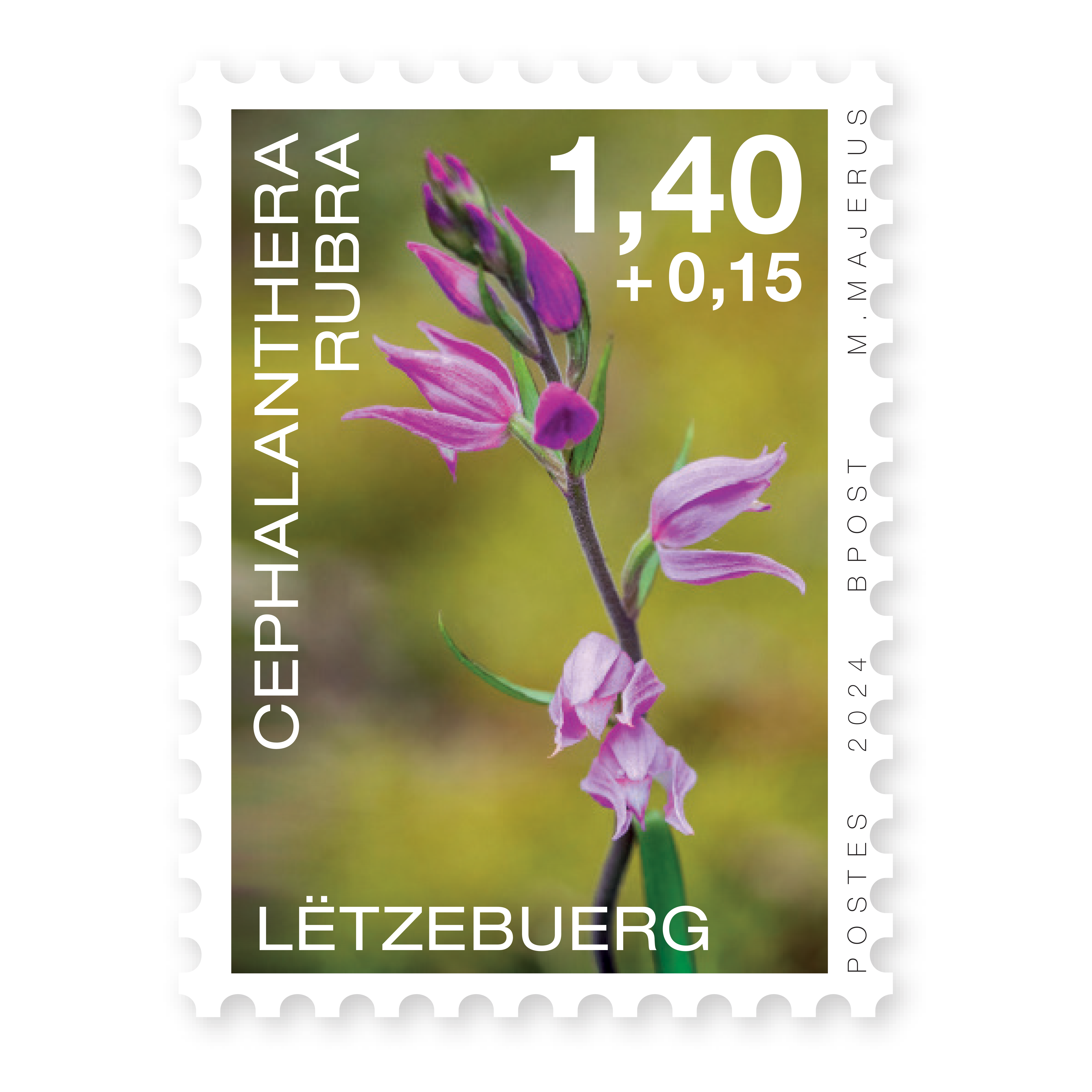 Orchids 2024: Cephalanthera rubra