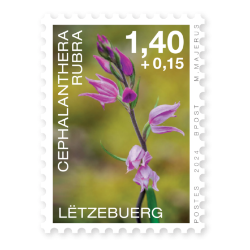 Orchideen 2024: Cephalanthera Rubra