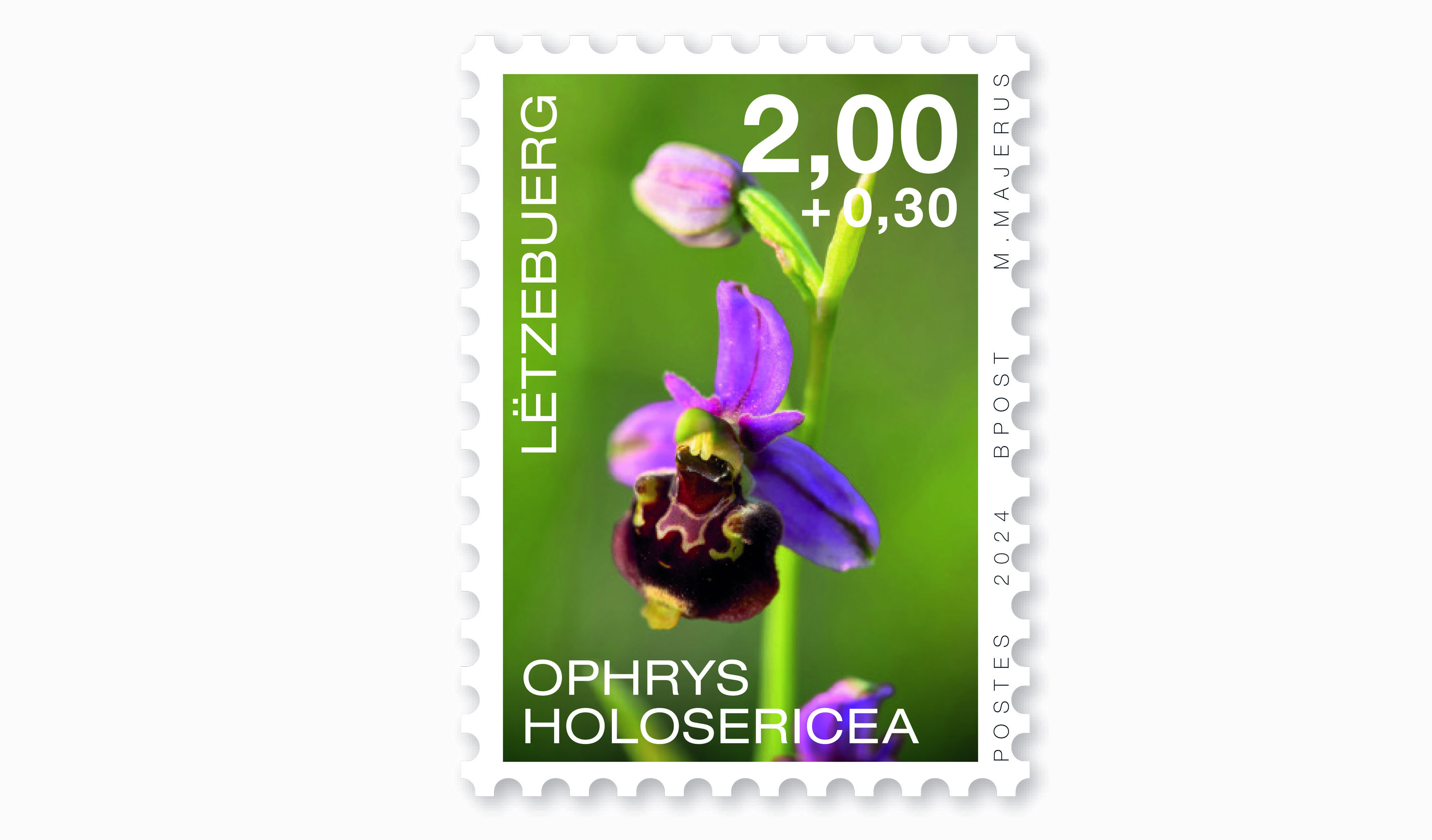 Orchidées 2024: Ophrys H.