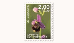 Orchideen 2024: Ophrys Holosericea
