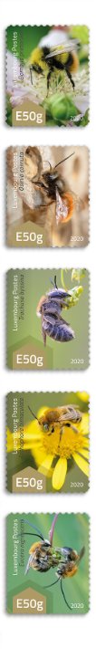 Serie Wildbienen 2020 [E50g]
