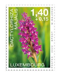 Orchids 2022: Dactylorhiza majalis