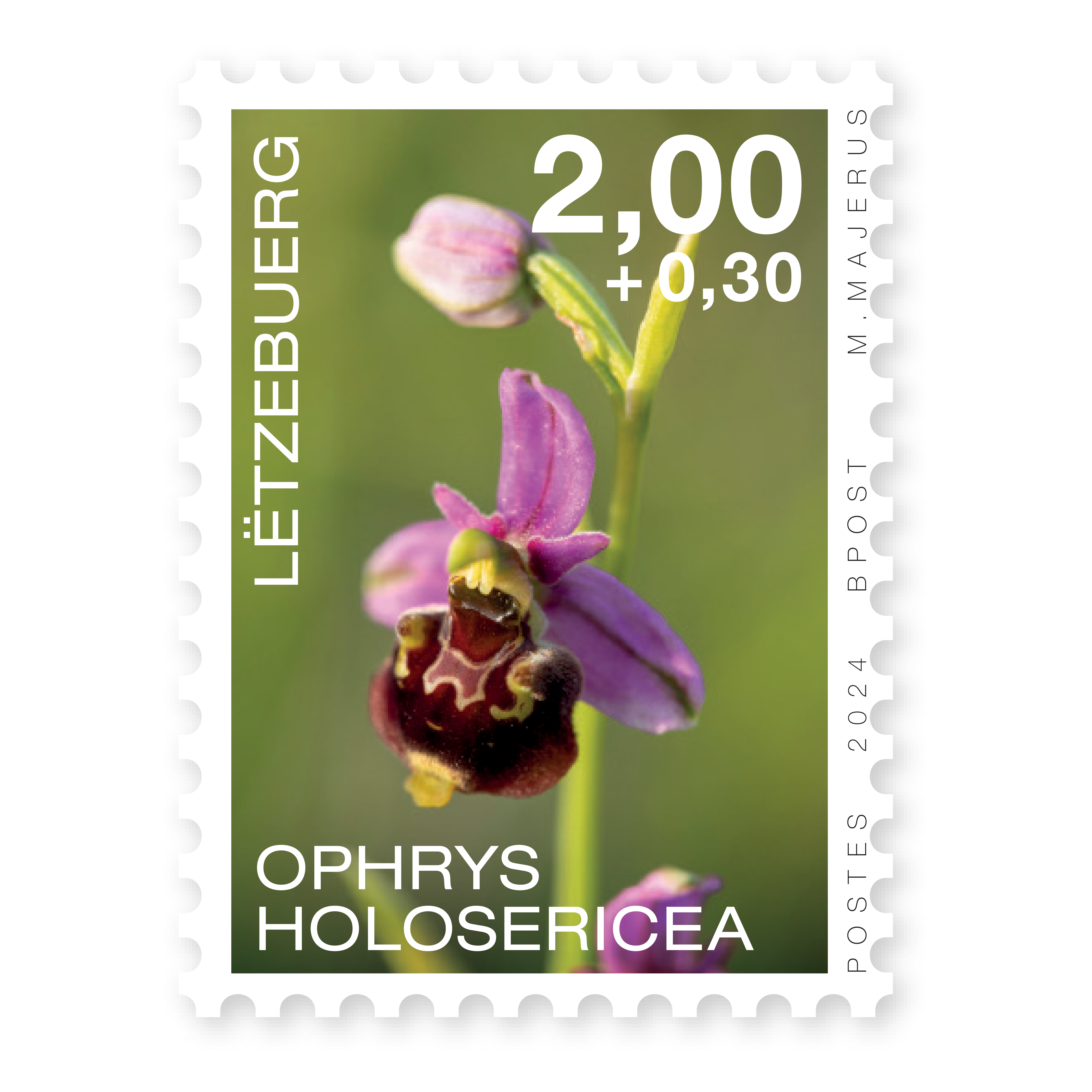 Orchideen 2024: Ophrys Holosericea