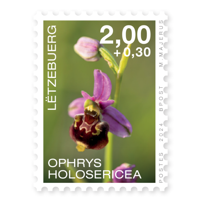 Orchids 2024: Ophrys holosericea