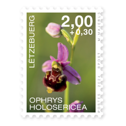 Orchideen 2024: Ophrys Holosericea