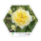 Cliarrwer Rous - Briefmarke