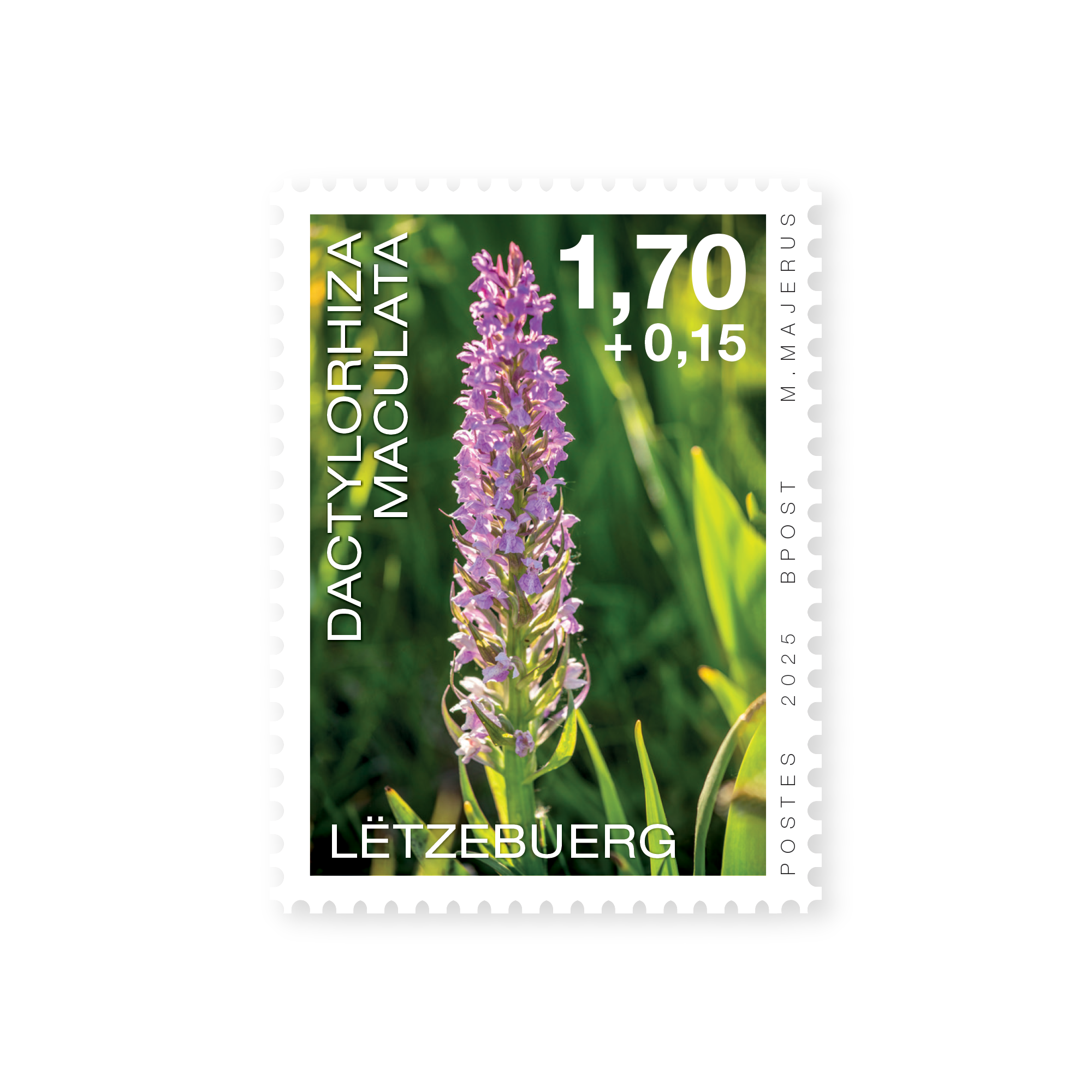 Orchids 2025: Dactylorhiza maculata