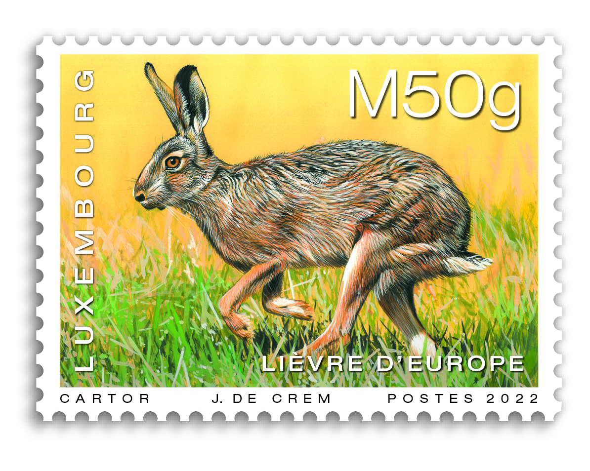 animals - Hare [M50g]