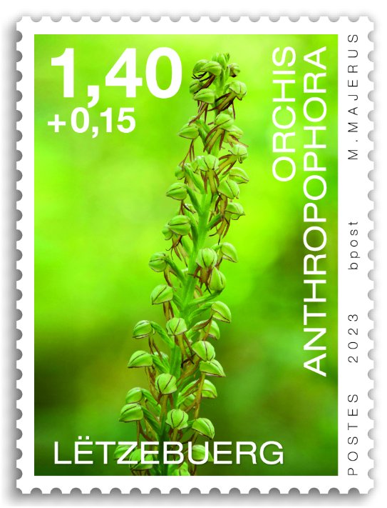 Orchids 2023: Orchis anthropophora