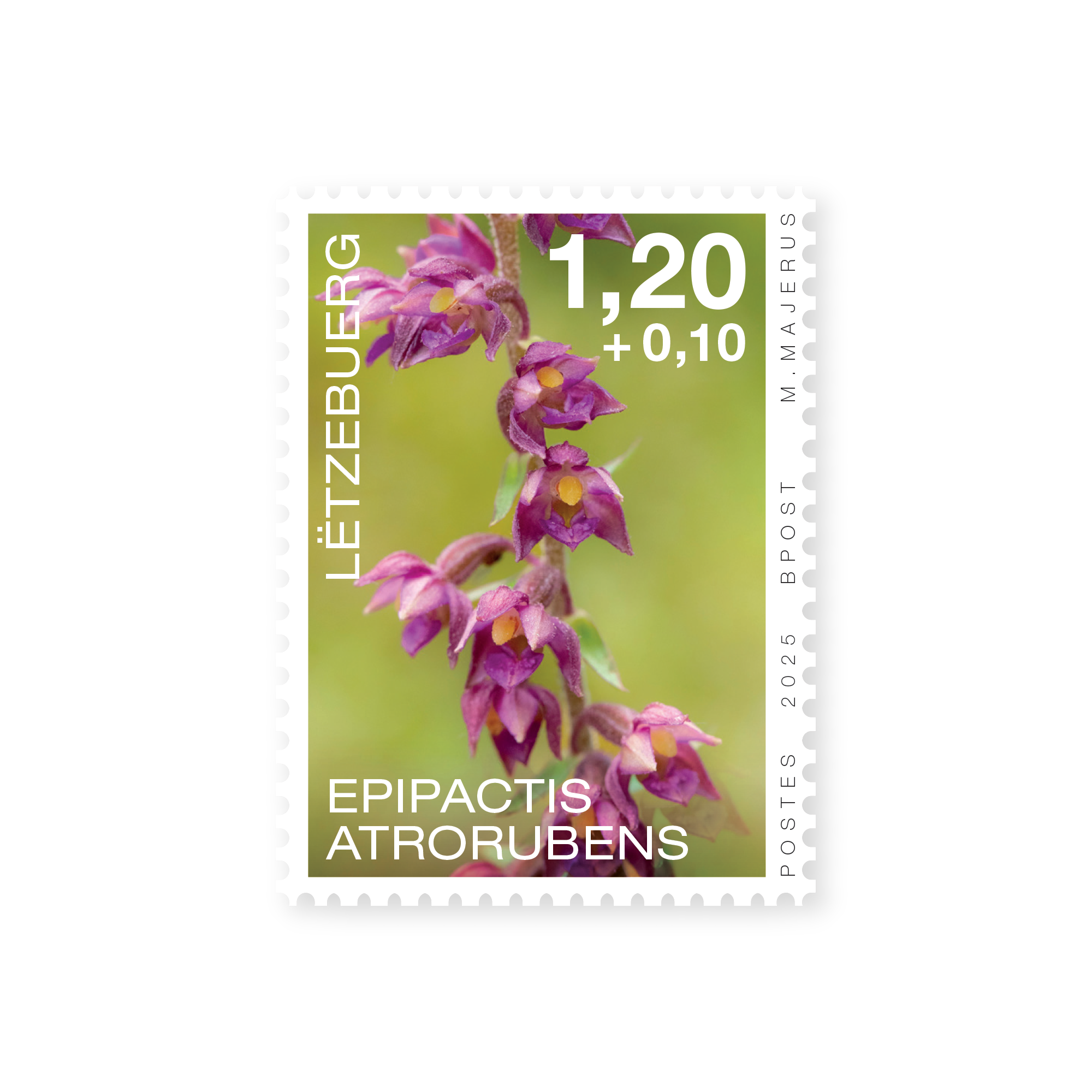 Orchideen 2025: Epipactis atrorubens