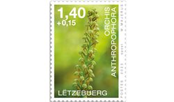 Orchidees 2023: Orchis anthrop. 1,40+0,15