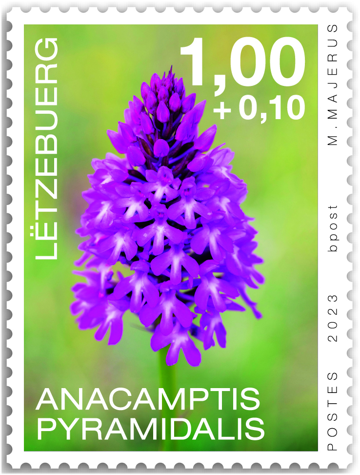 Orchideen 2023: Anacamptis pyramidalis
