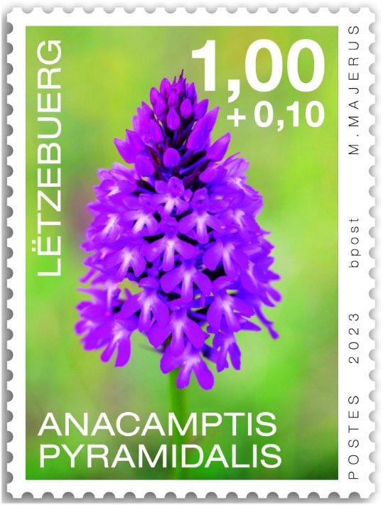 Orchids 2023: Anacamptis pyramidalis
