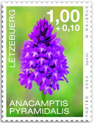 Orchidees 2023: Anacamptis pyr.