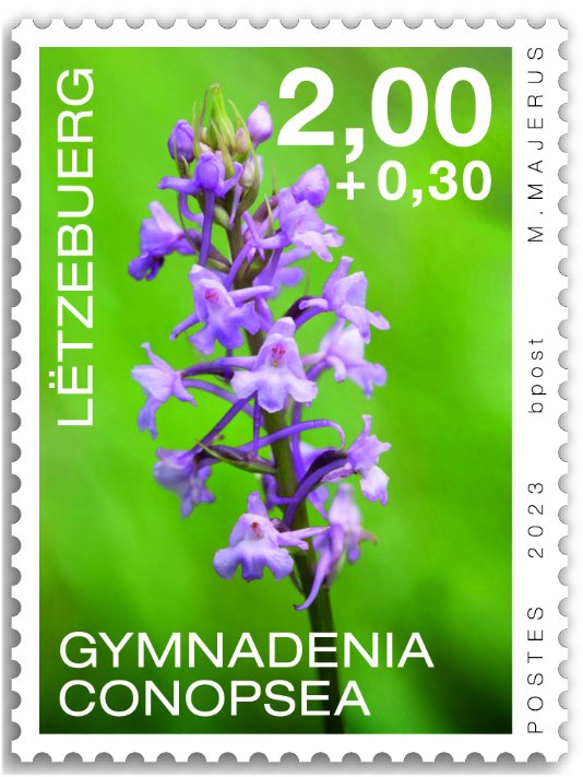 Orchids 2023: Gymnadenia conopsea