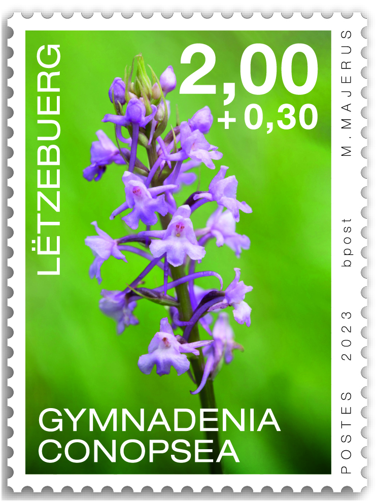 Orchideen 2023: Gymnadenia conopsea