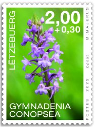 Orchidees 2023: Gymnadenia