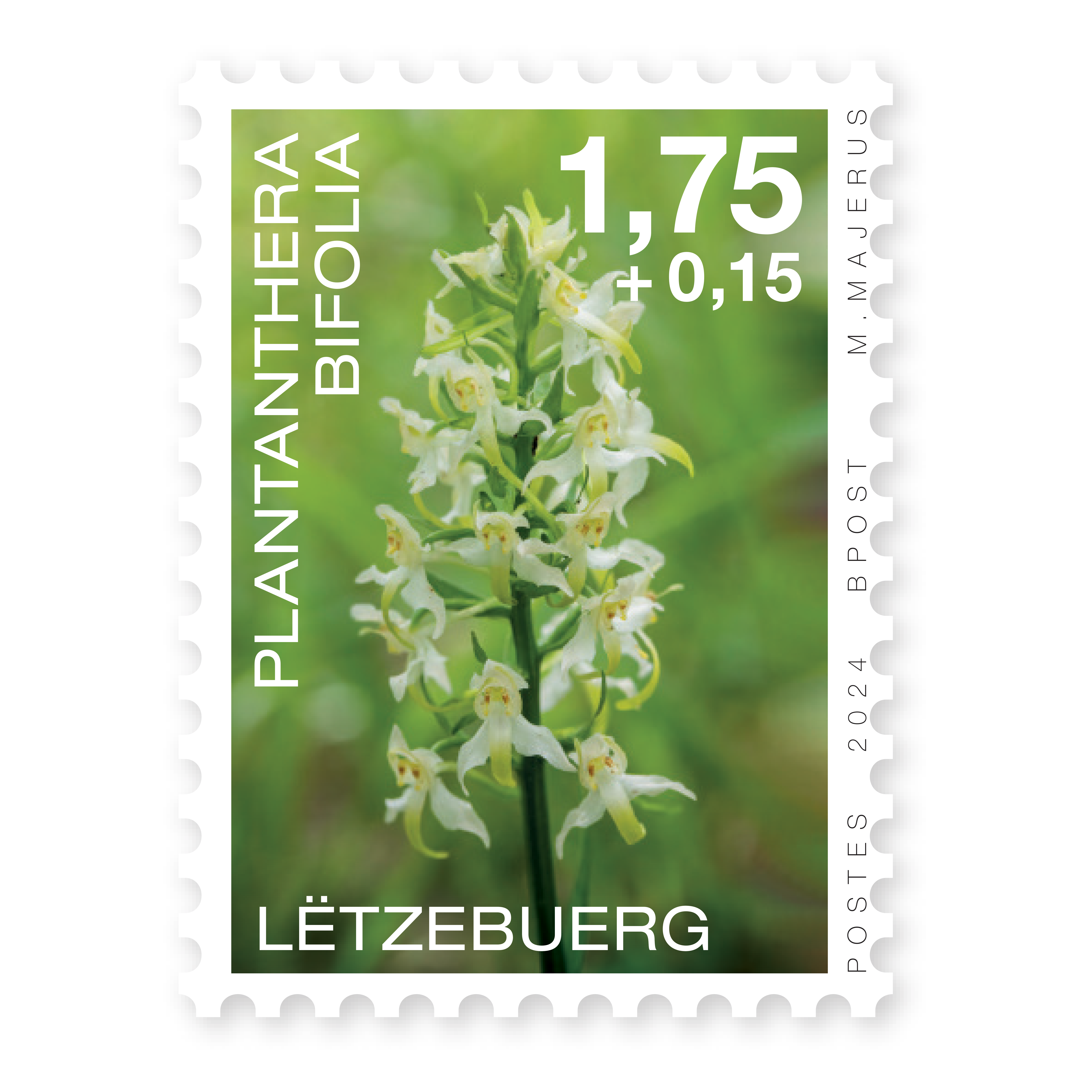 Orchids 2024: Plantanthera bifolia