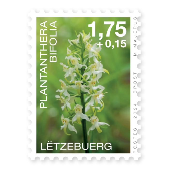 Orchids 2024: Plantanthera bifolia