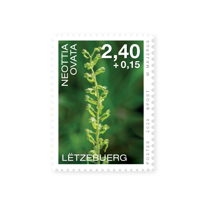Orchidées 2025: Neottia ovata