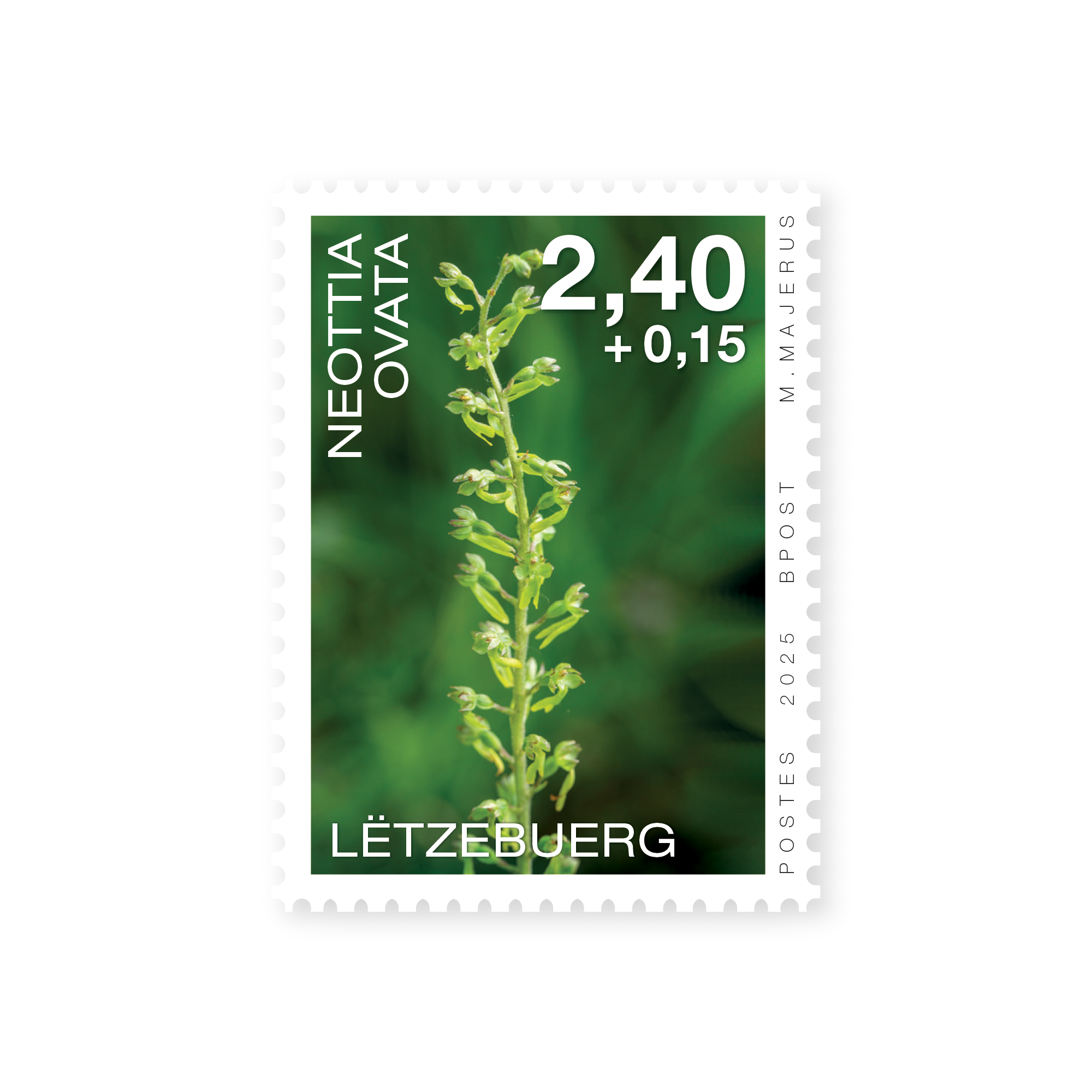 Orchids 2025: Neottia ovata