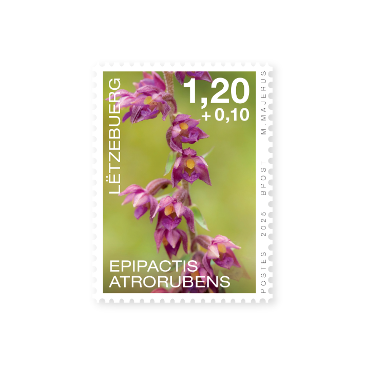 Orchidées 2025: Epipactis atrorubens