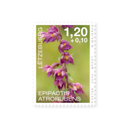 Orchidees 2025: Epipactis atrorubens
