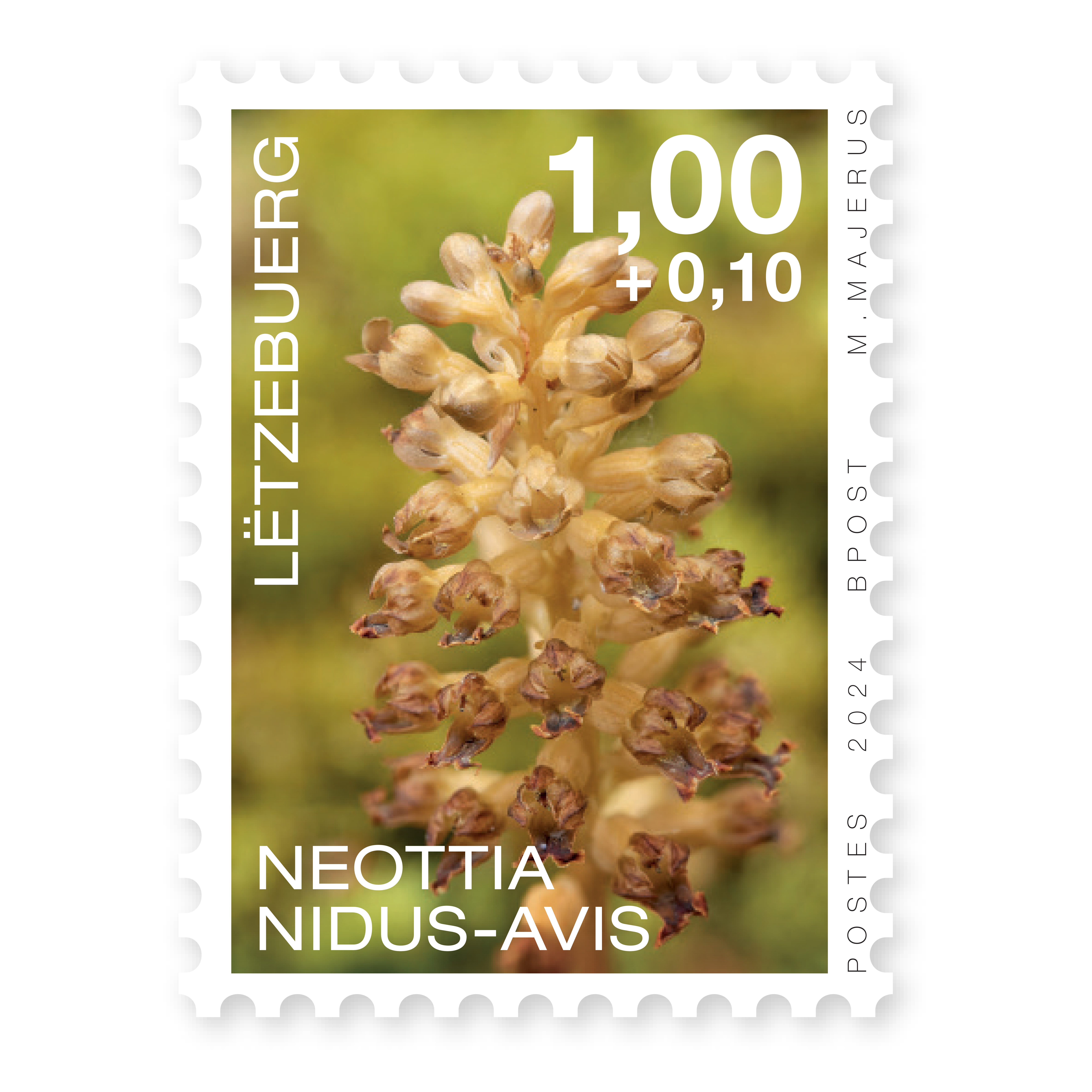 Orchidées 2024: Neottia