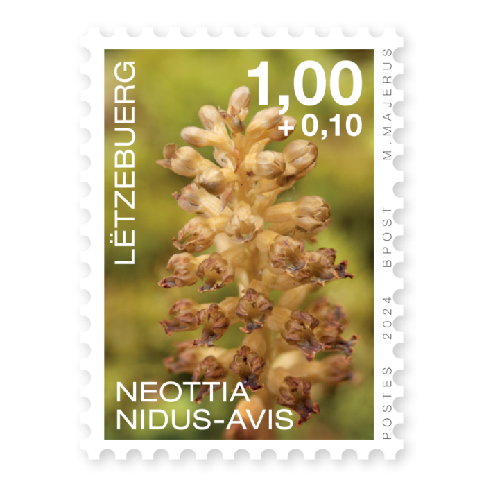 Orchids 2024: Neottia Nidus-Avis