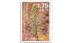 Orchidees 2023: Himantoglossum