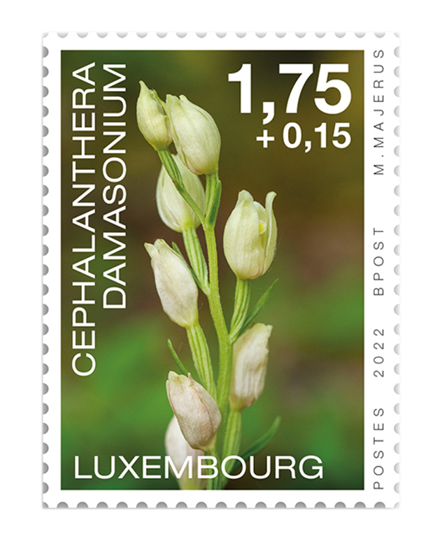 Orchids 2022: Cephalanthera Damasonium