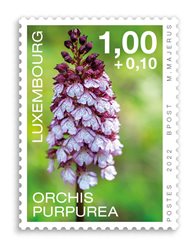 Orchidees 2022: Orchis Purpurea