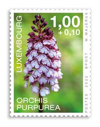 Orchids 2022: Orchis Purpurea