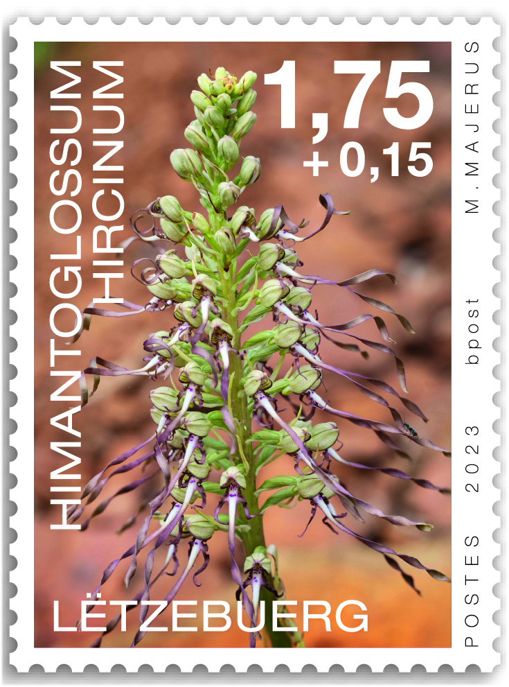 Orchideen 2023: Himantoglossum hircinum