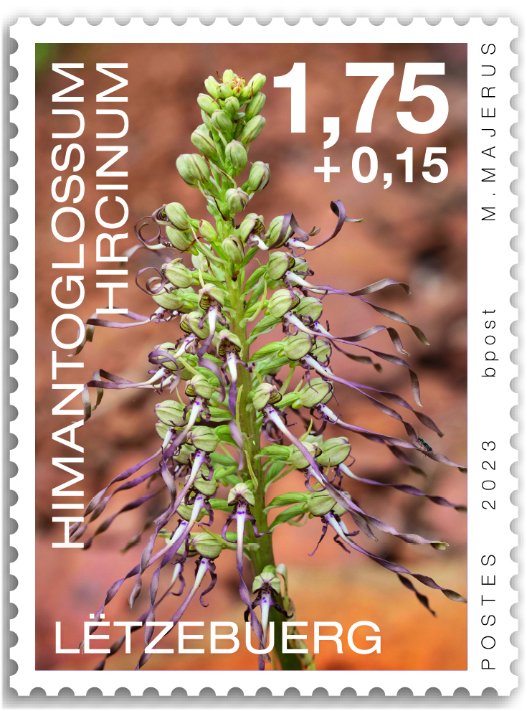 Orchids 2023: Himantoglossum hircinum