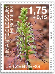 Orchidees 2023: Himantoglossum