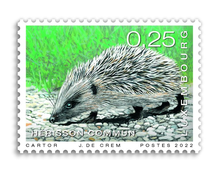animals - Hedgehog