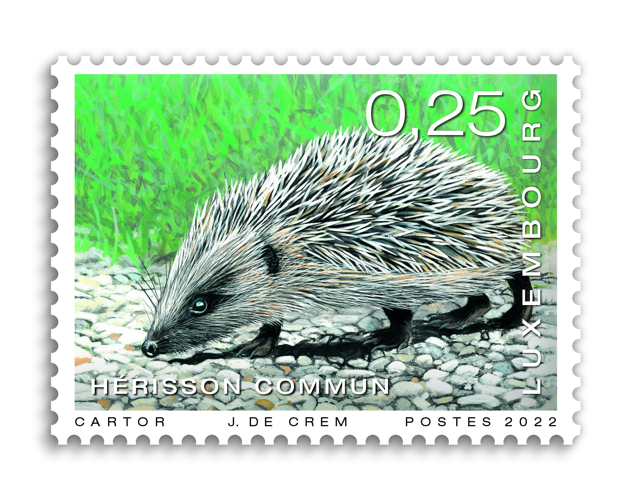 animals - Hedgehog