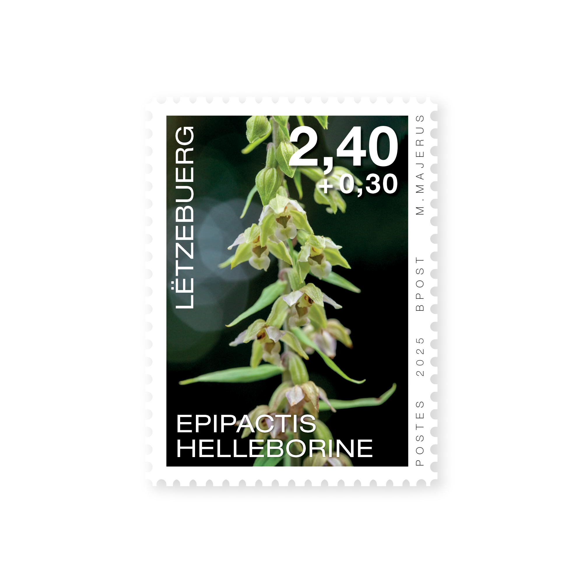 Orchidées 2025: Epipactis helleborine