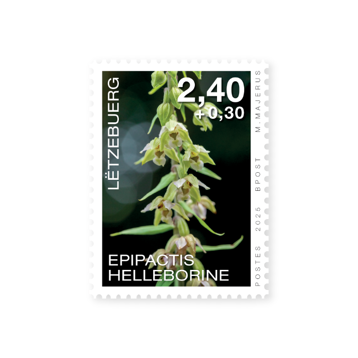 Orchideen 2025: Epipactis helleborine