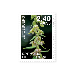 Orchidees 2025: Epipactis helleborine