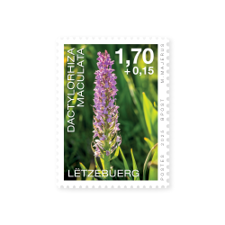 Orchidées 2025: Dactylorhiza maculata